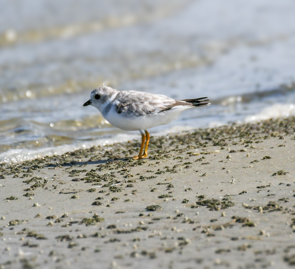 Piping Plover - ML623722520