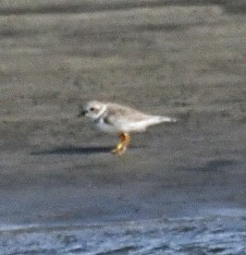 Piping Plover - ML623722521