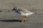 Piping Plover - ML623722522