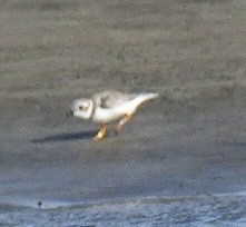 Piping Plover - ML623722523