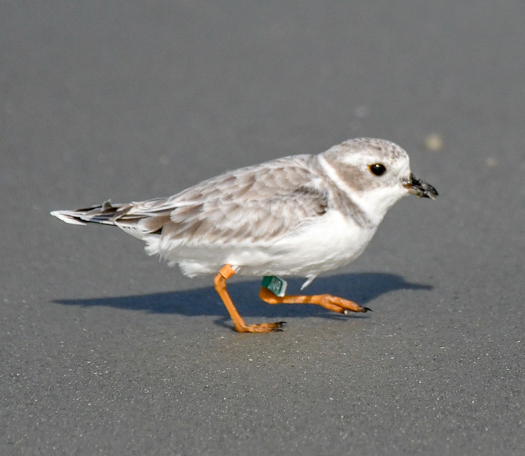 Piping Plover - ML623722524