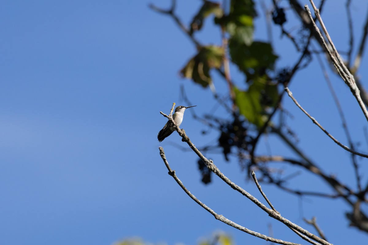 Ruby-throated Hummingbird - ML623722532