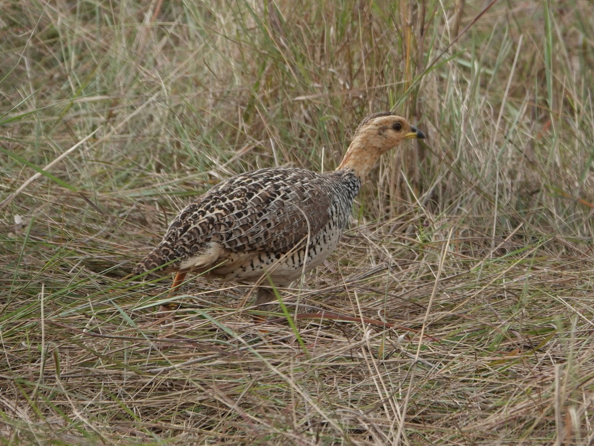 Coqui Francolin - ML623722542