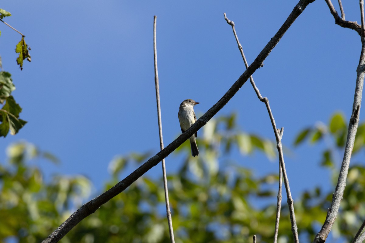 Least Flycatcher - ML623722551