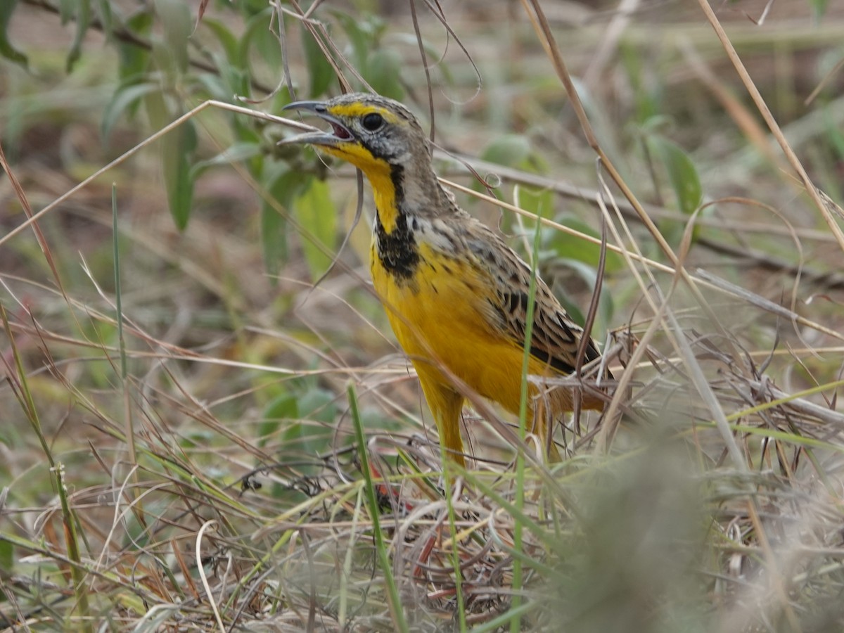 Yellow-throated Longclaw - Liz Soria