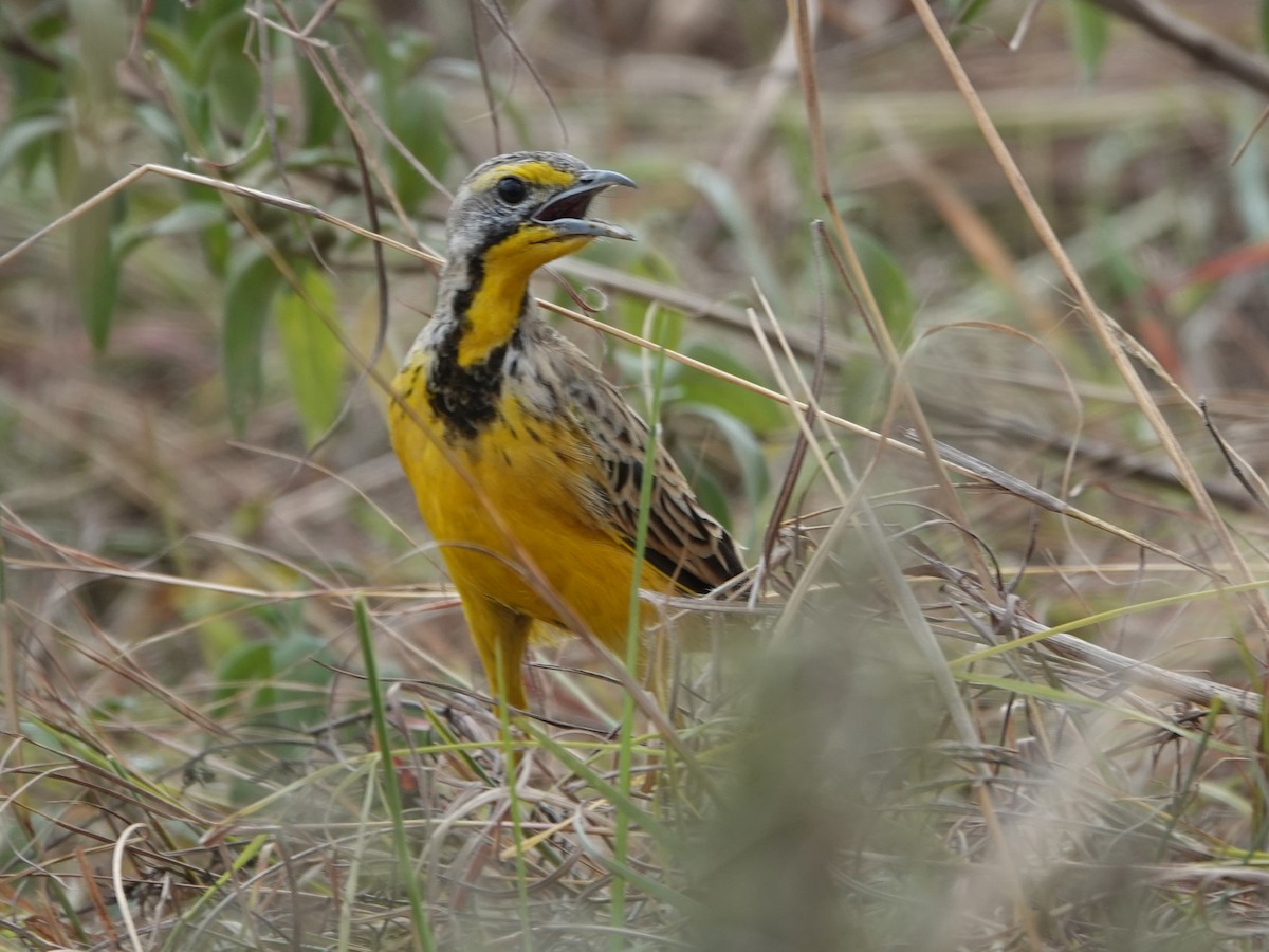 Yellow-throated Longclaw - ML623722556