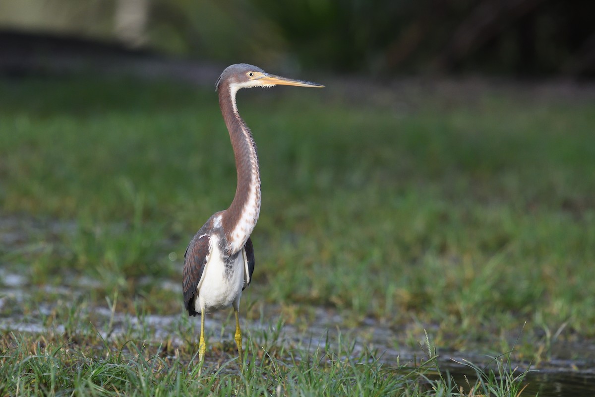 Tricolored Heron - ML623722562