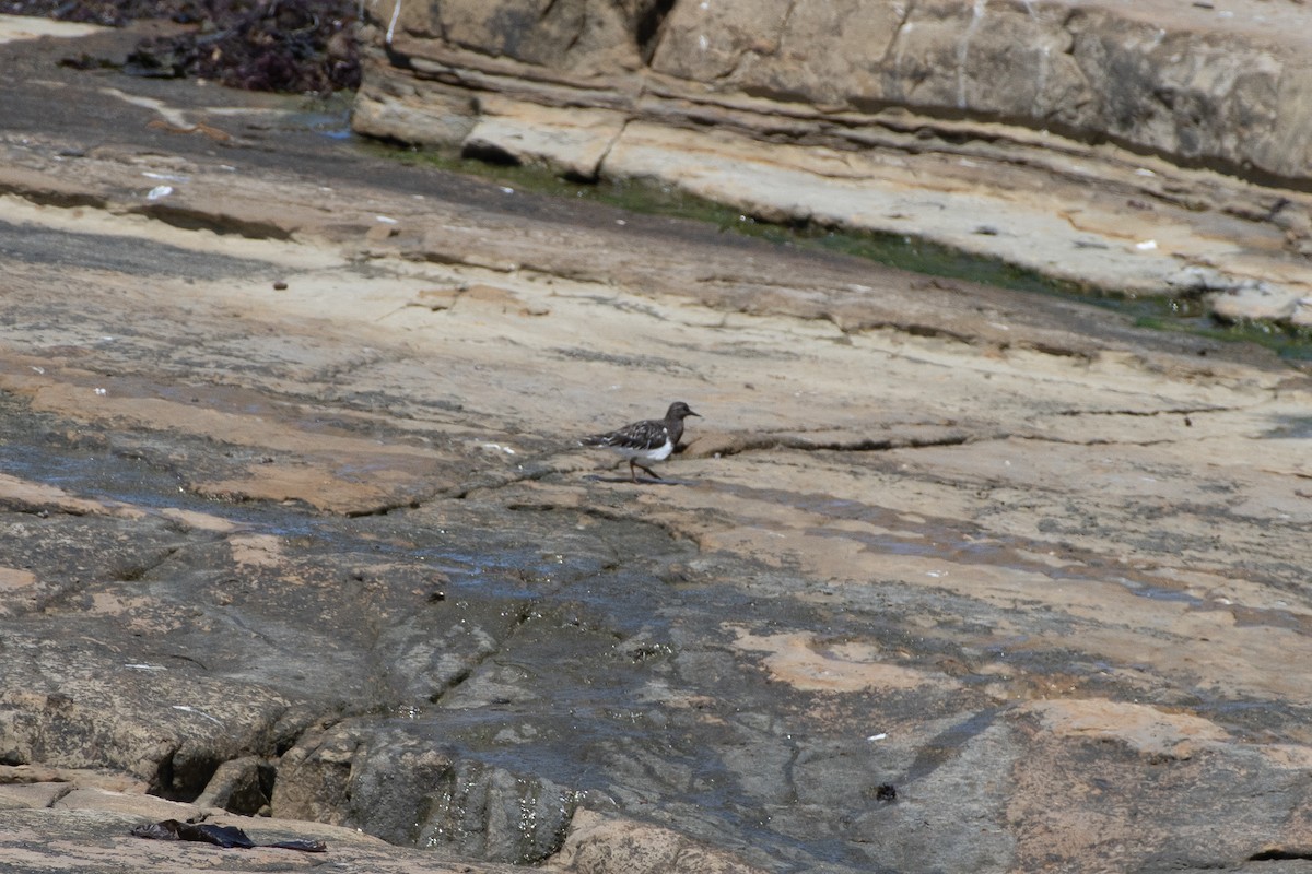 Black Turnstone - ML623722564