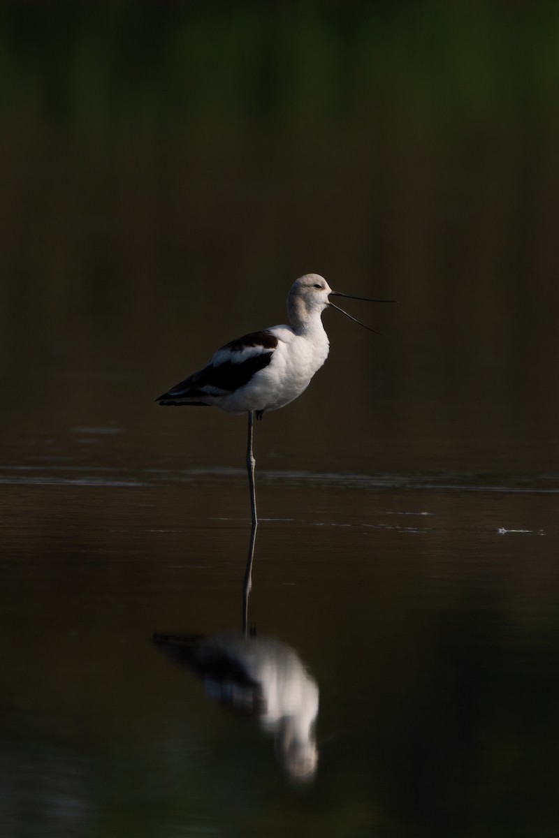 American Avocet - Rahil Patel