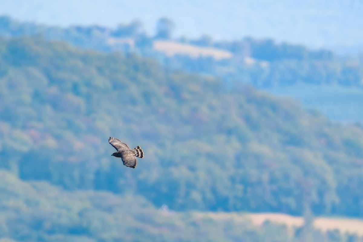 Broad-winged Hawk - ML623722608