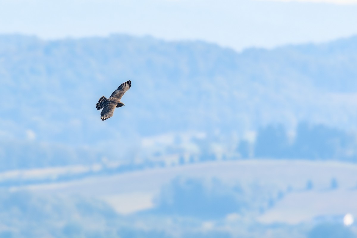 Broad-winged Hawk - ML623722609