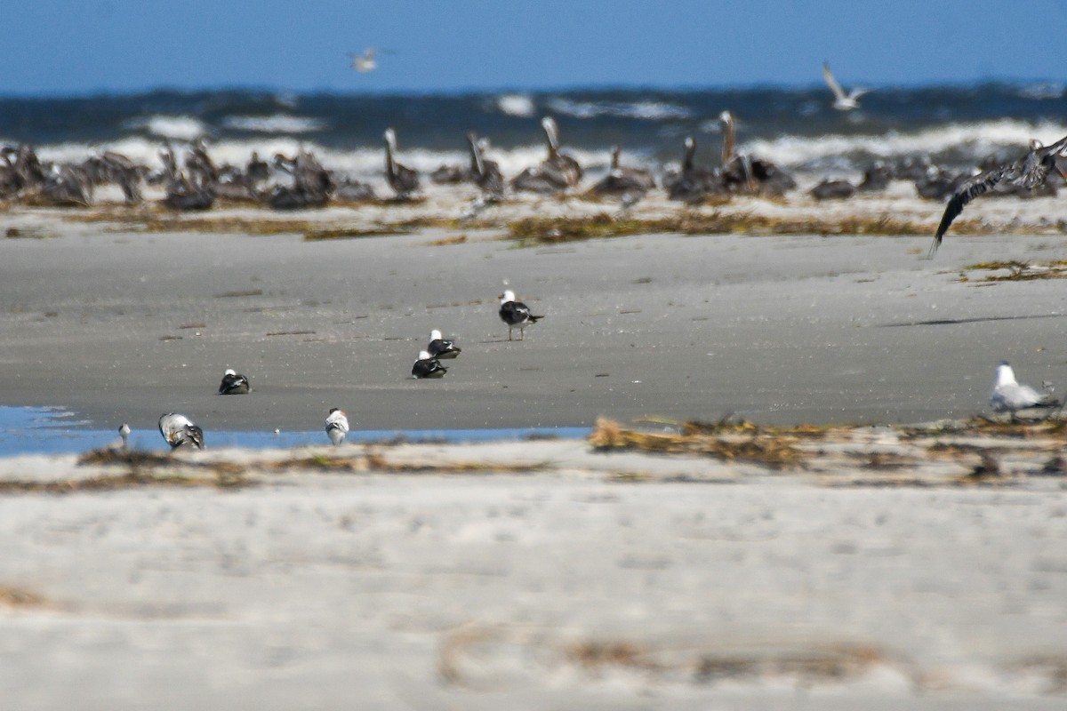 Lesser Black-backed Gull - ML623722611