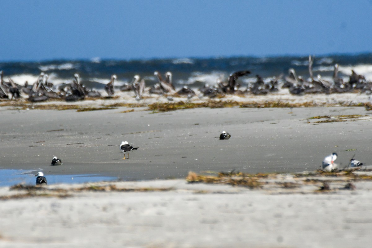 Lesser Black-backed Gull - ML623722612