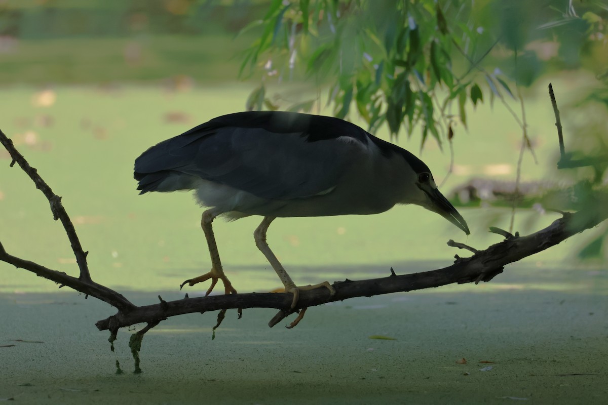 Black-crowned Night Heron - ML623722615