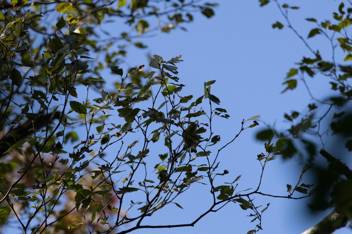 Bay-breasted Warbler - ML623722625