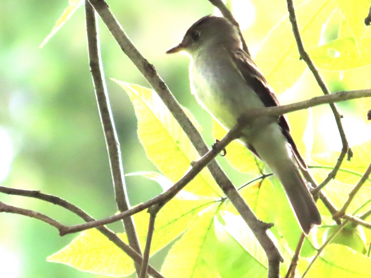 Eastern Wood-Pewee - ML623722627