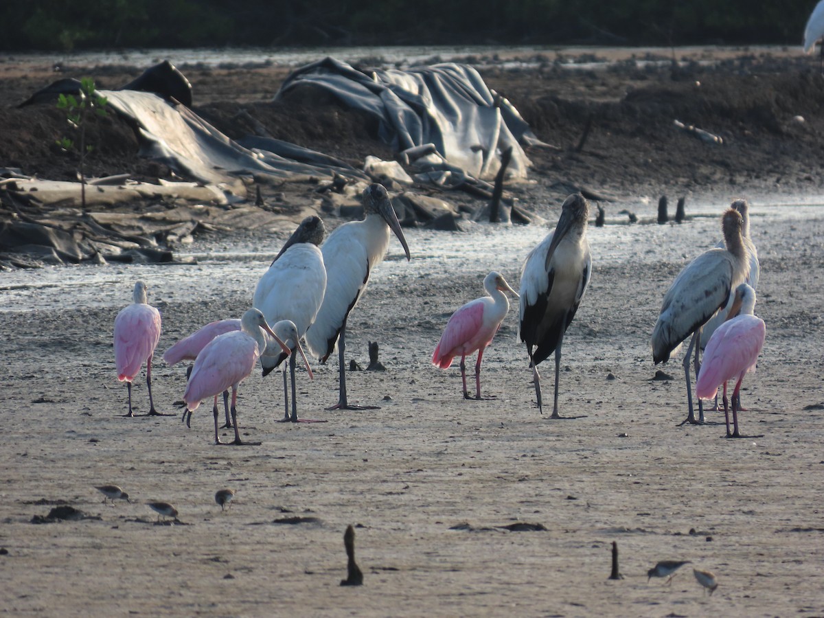 Wood Stork - Andrew Ippel