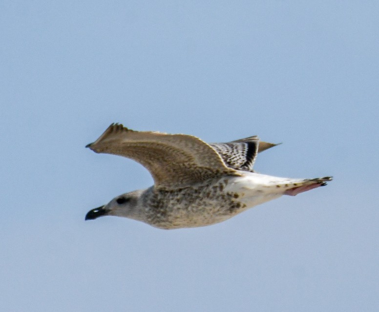 Great Black-backed Gull - ML623722641