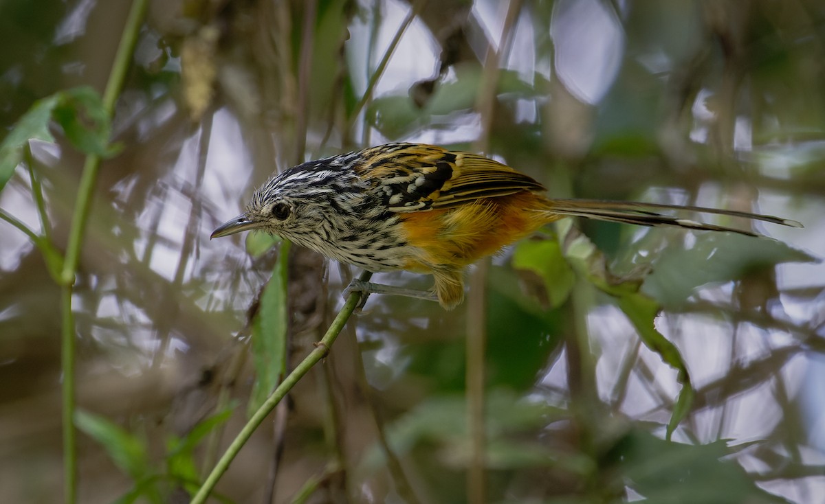 Santa Marta Antbird - Johnnier Arango | theandeanbirder.com