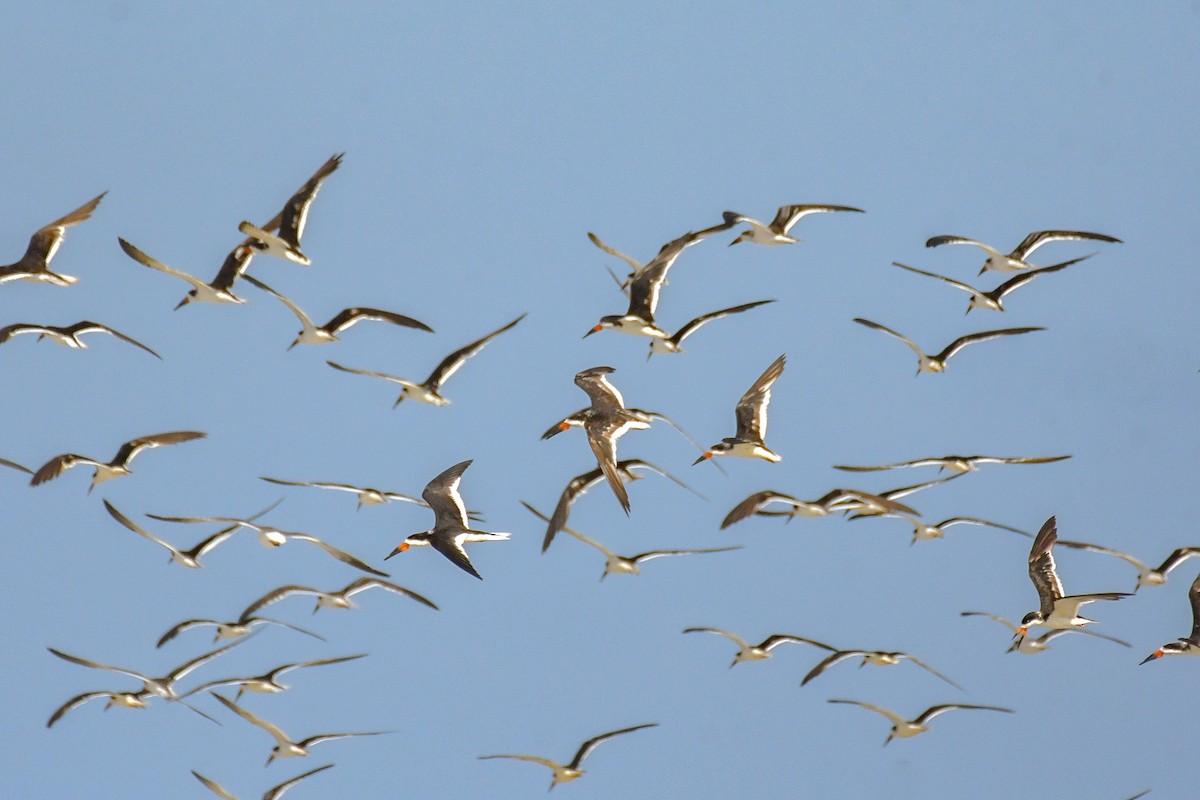 Black Skimmer - ML623722666