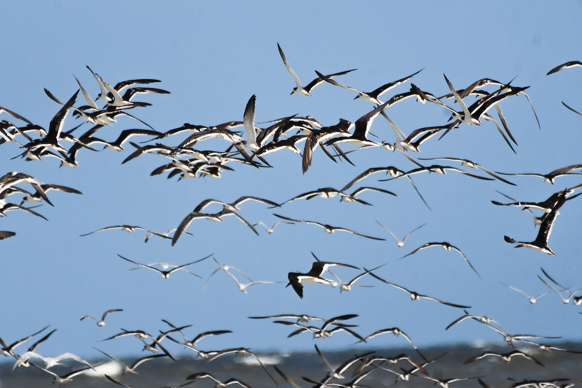 Black Skimmer - ML623722667