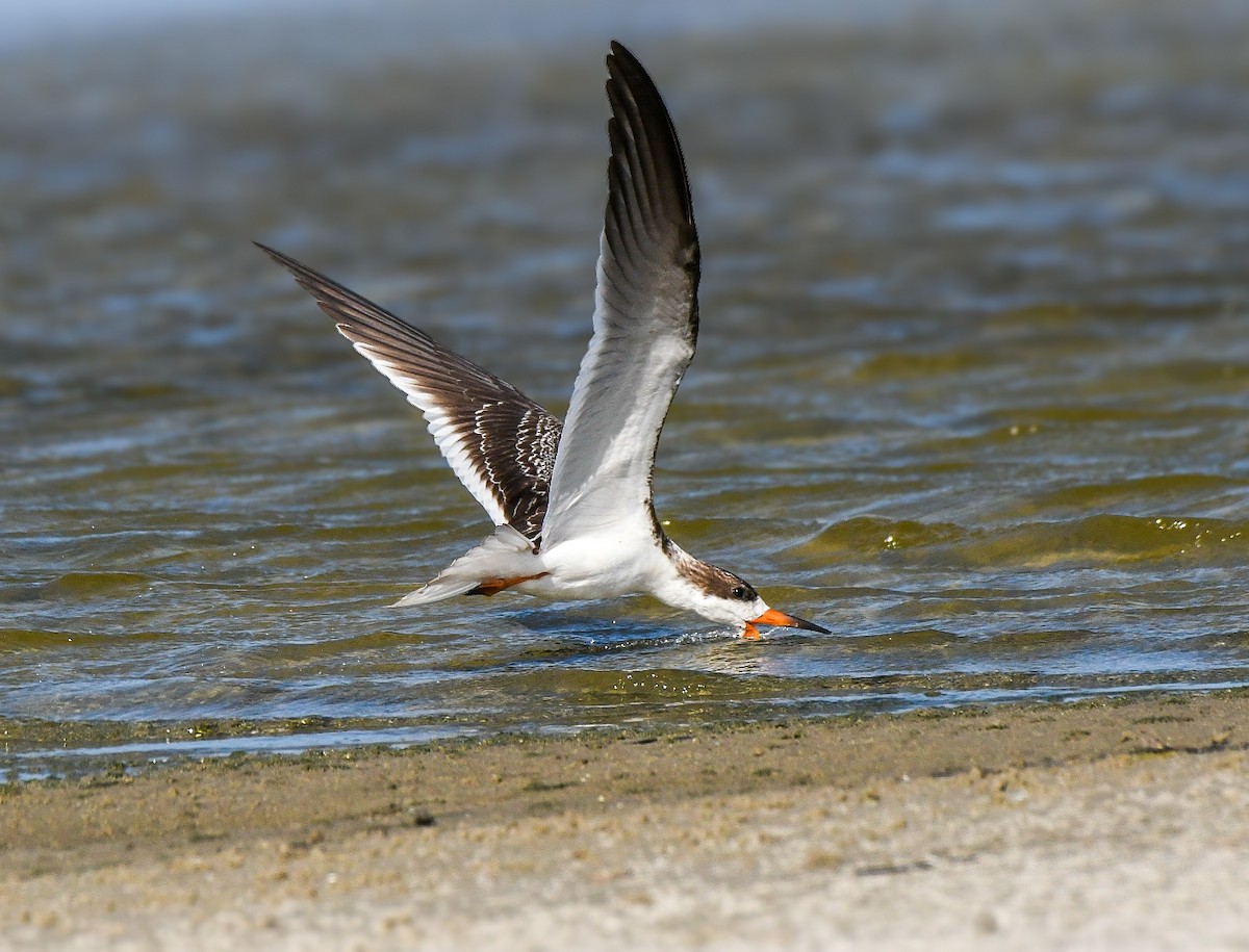 Black Skimmer - ML623722668