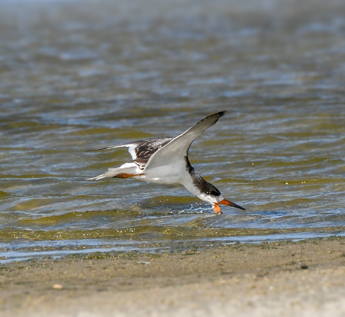 Black Skimmer - ML623722669