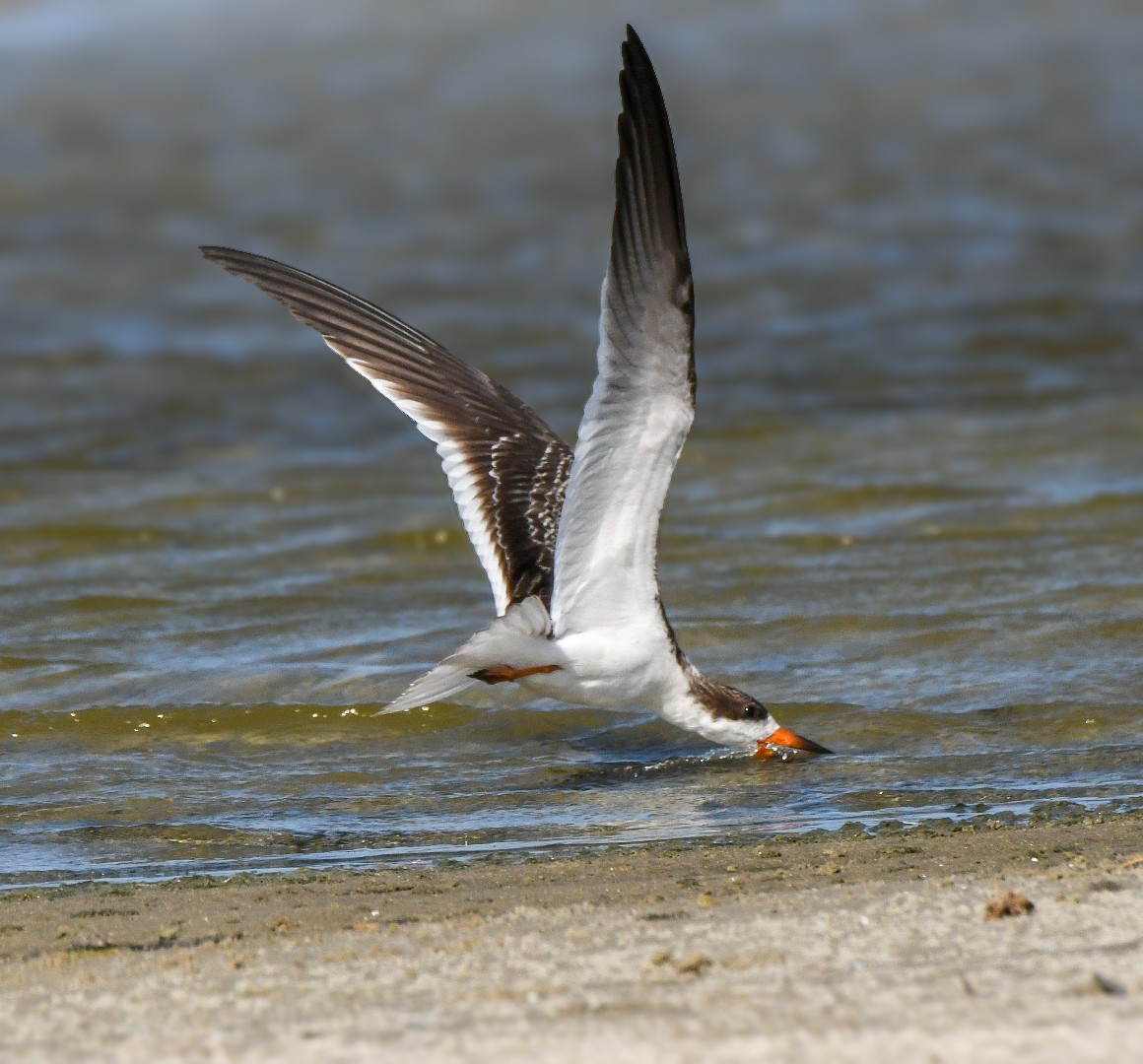 Black Skimmer - ML623722670