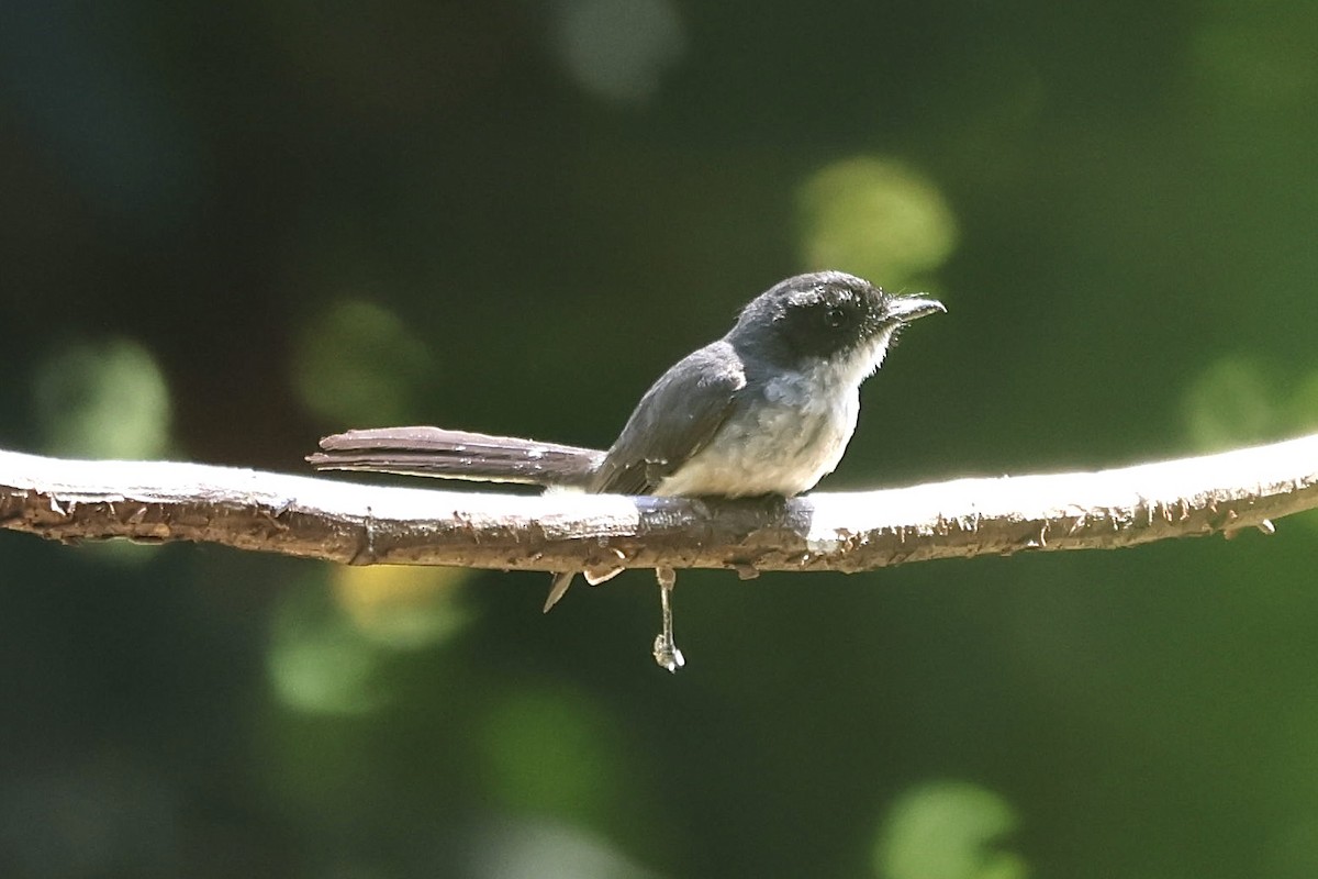 Northern Fantail (Timor) - ML623722673