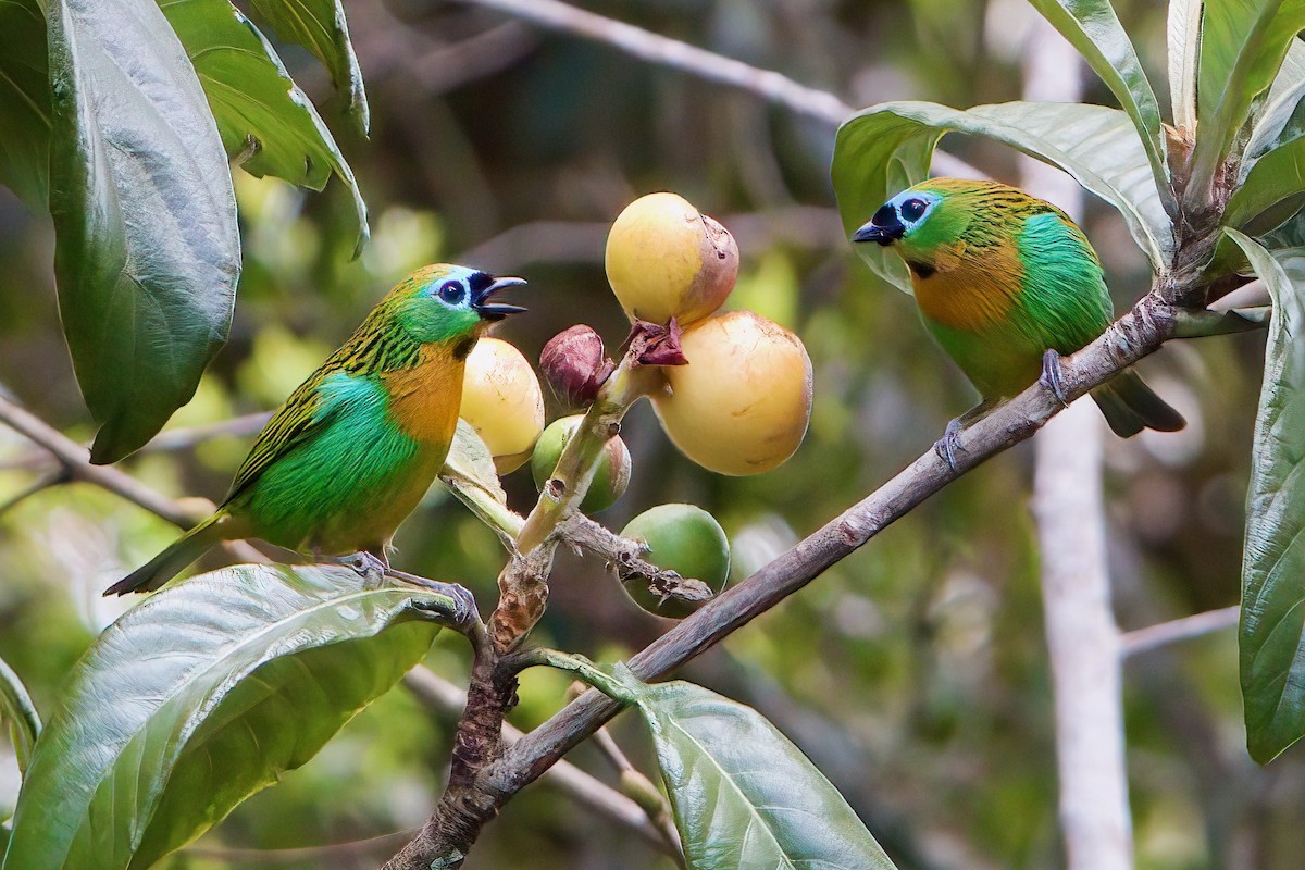 Brassy-breasted Tanager - ML623722674