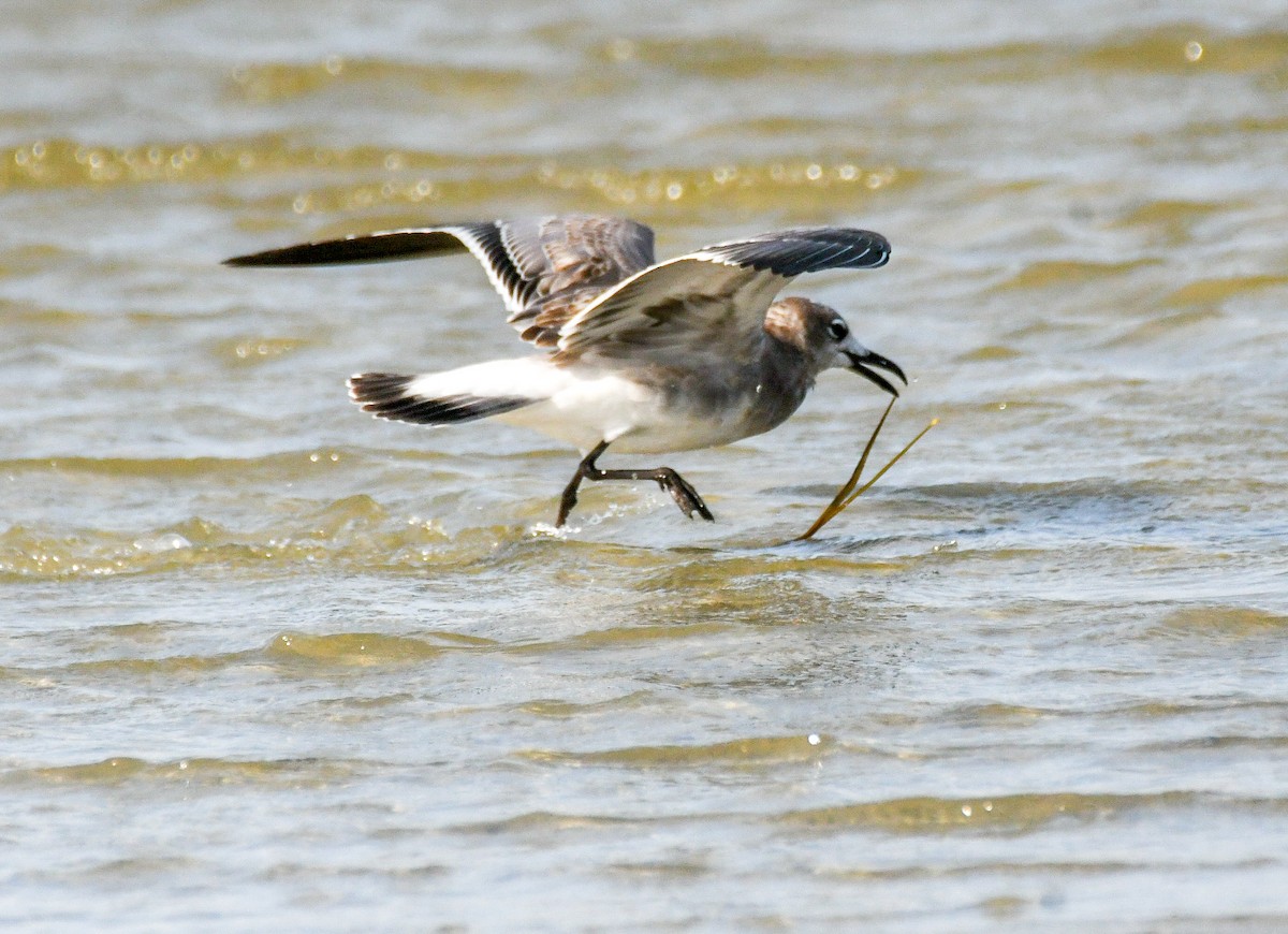 Laughing Gull - ML623722694