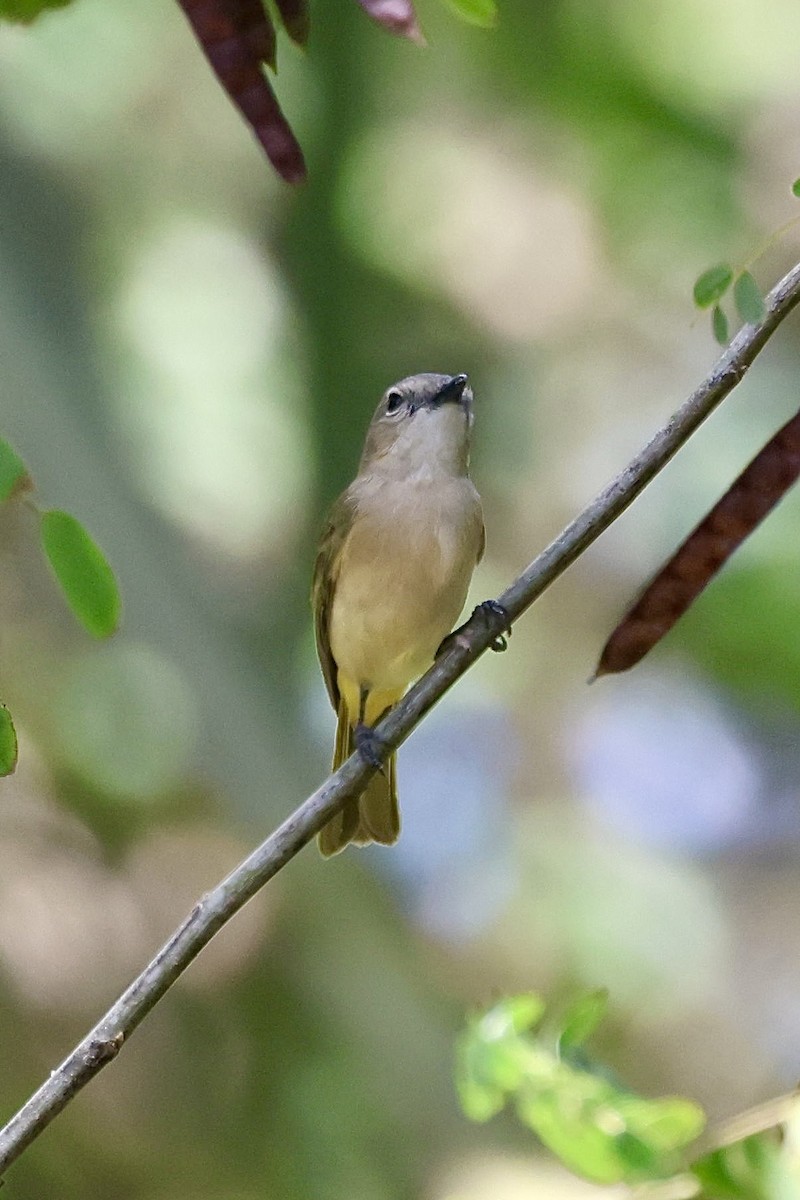 Fawn-breasted Whistler - ML623722718