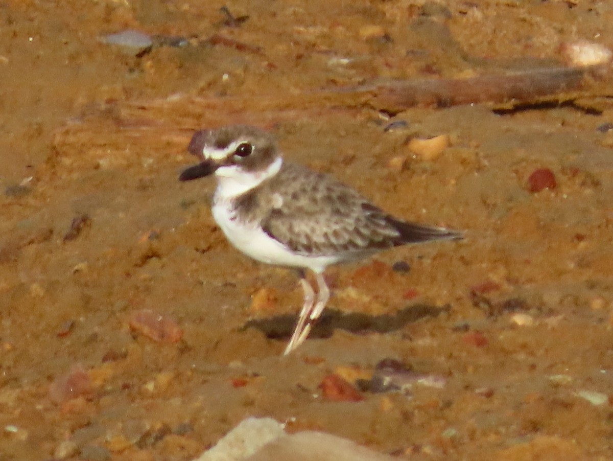 Wilson's Plover - Andrew Ippel