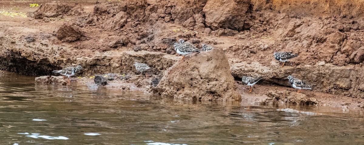 Ruddy Turnstone - ML623722765