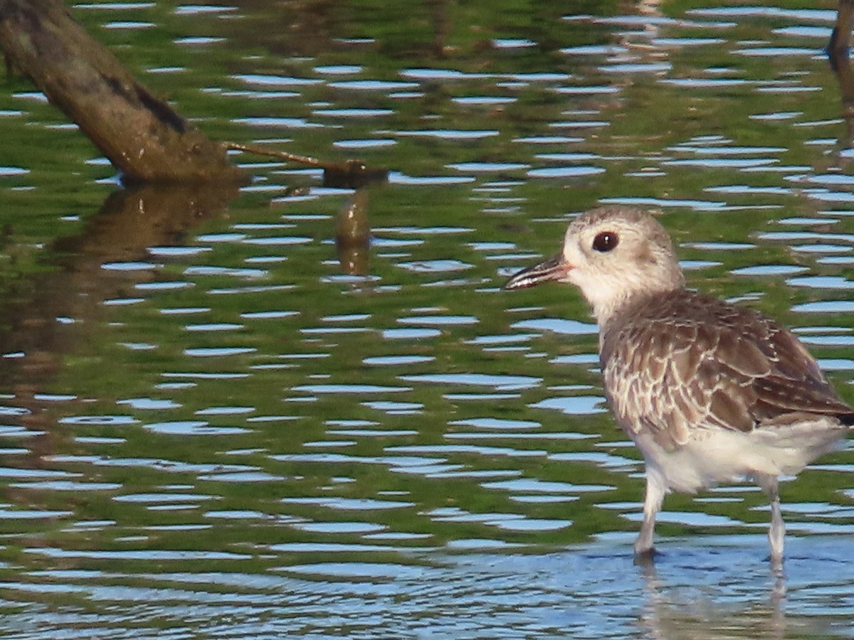 Black-bellied Plover - Andrew Ippel