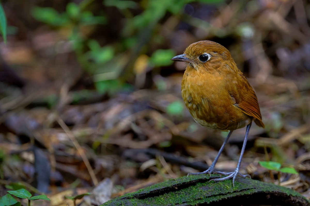 Sierra Nevada Antpitta - ML623722785