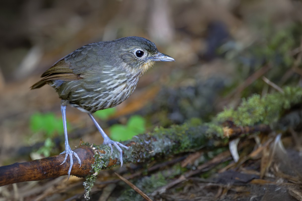 Santa Marta Antpitta - Johnnier Arango | theandeanbirder.com