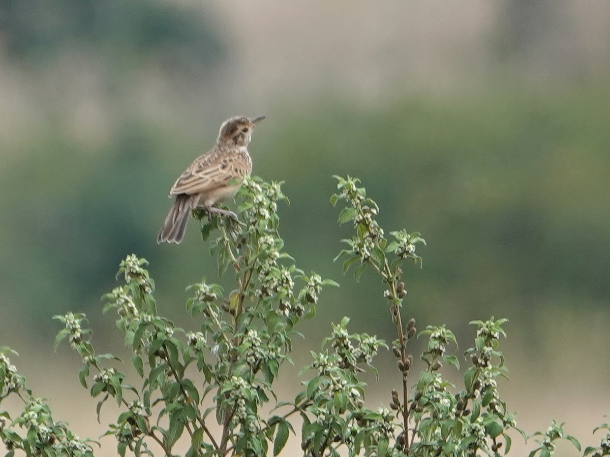 Rufous-naped Lark - ML623722792