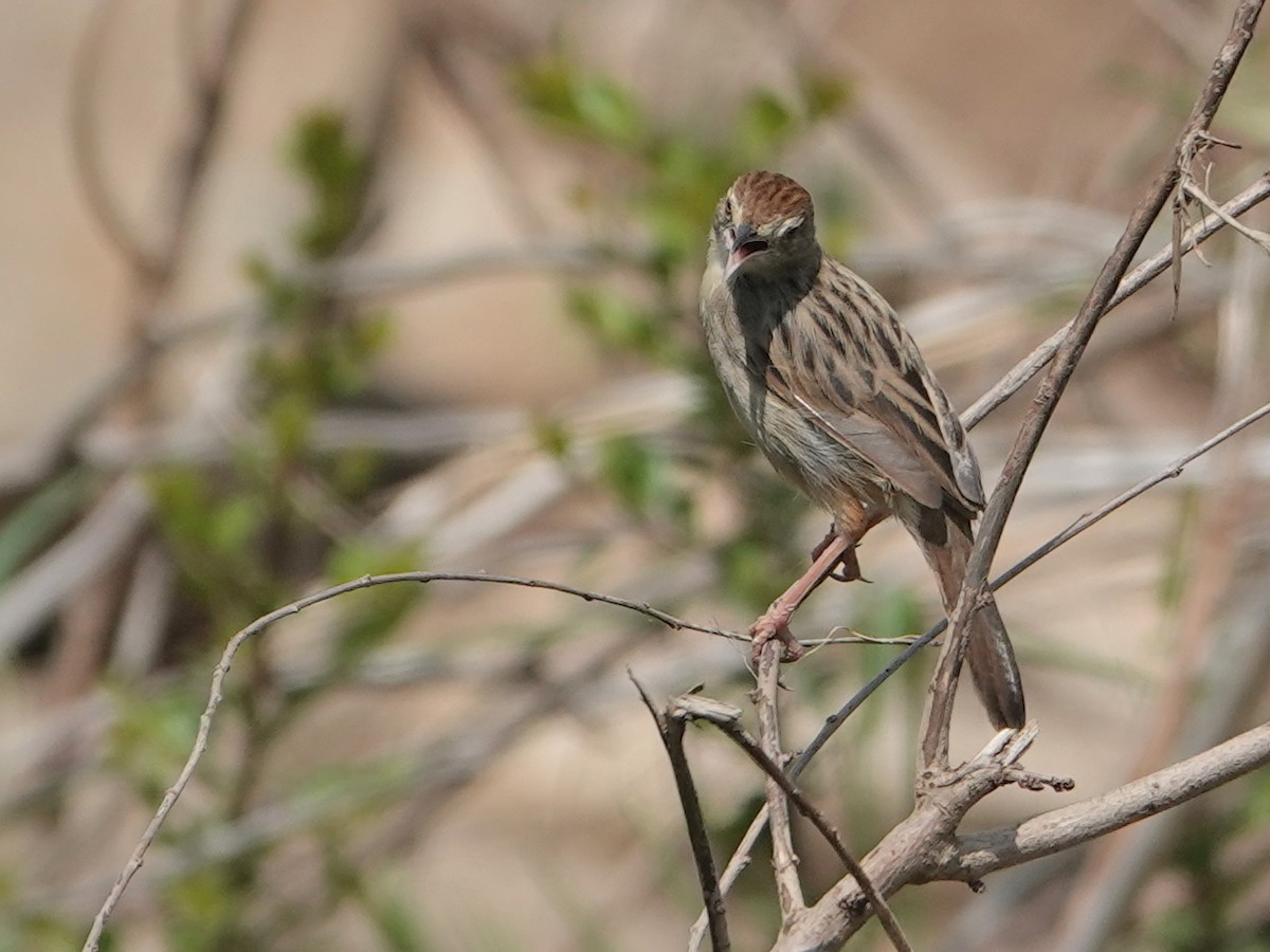 Stout Cisticola - ML623722800