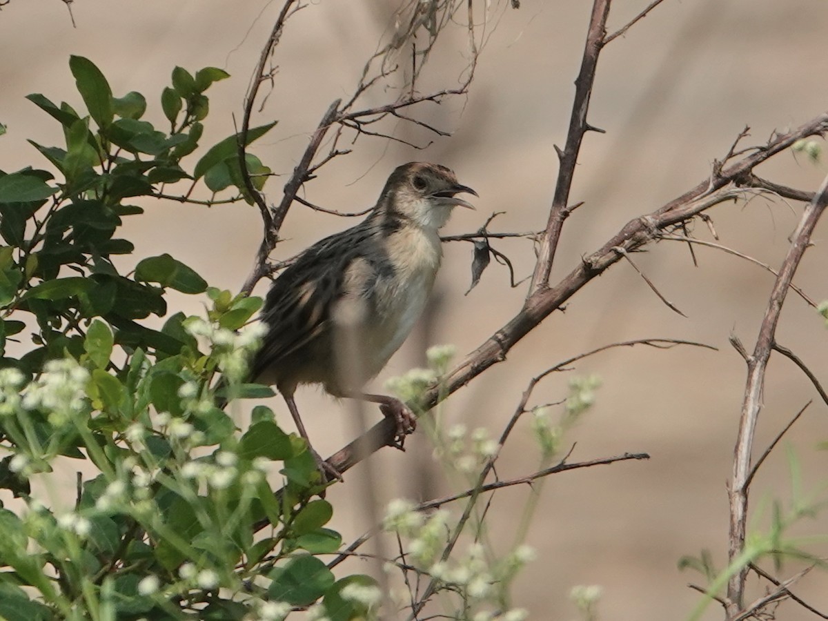 Stout Cisticola - ML623722801