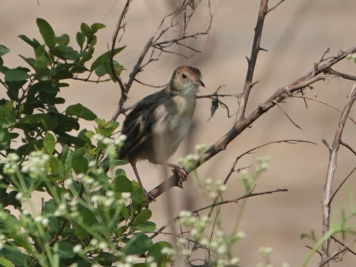 Stout Cisticola - ML623722802