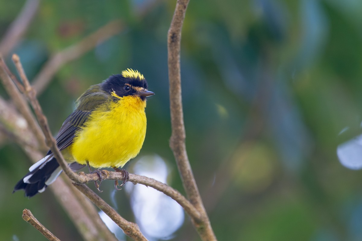 Yellow-crowned Redstart - ML623722809