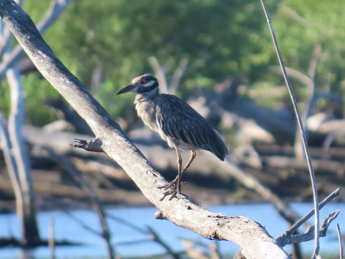 Yellow-crowned Night Heron - Andrew Ippel