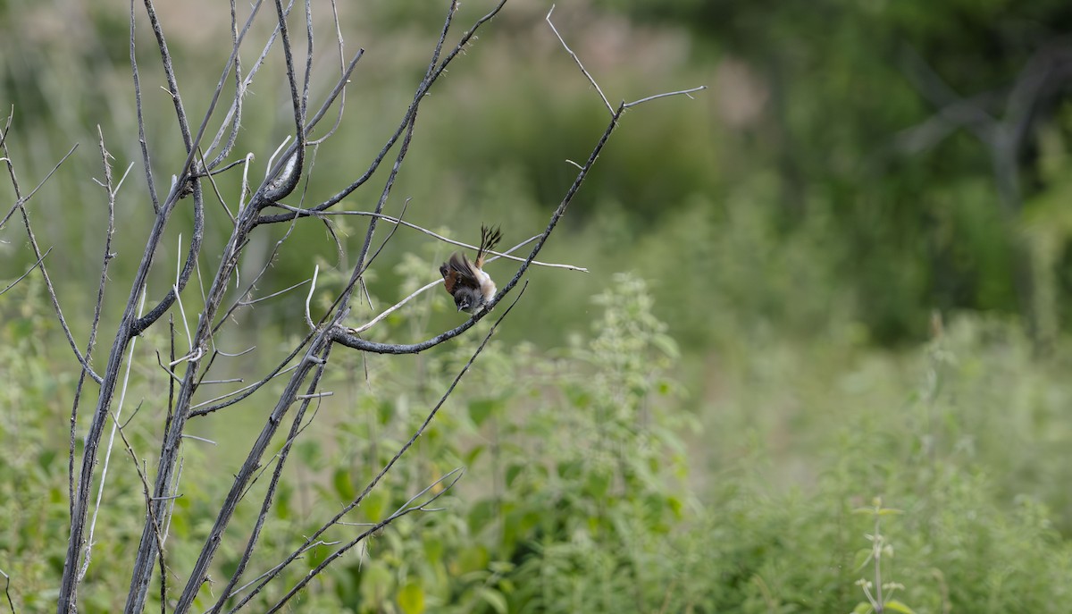 Bridled Sparrow - ML623722819