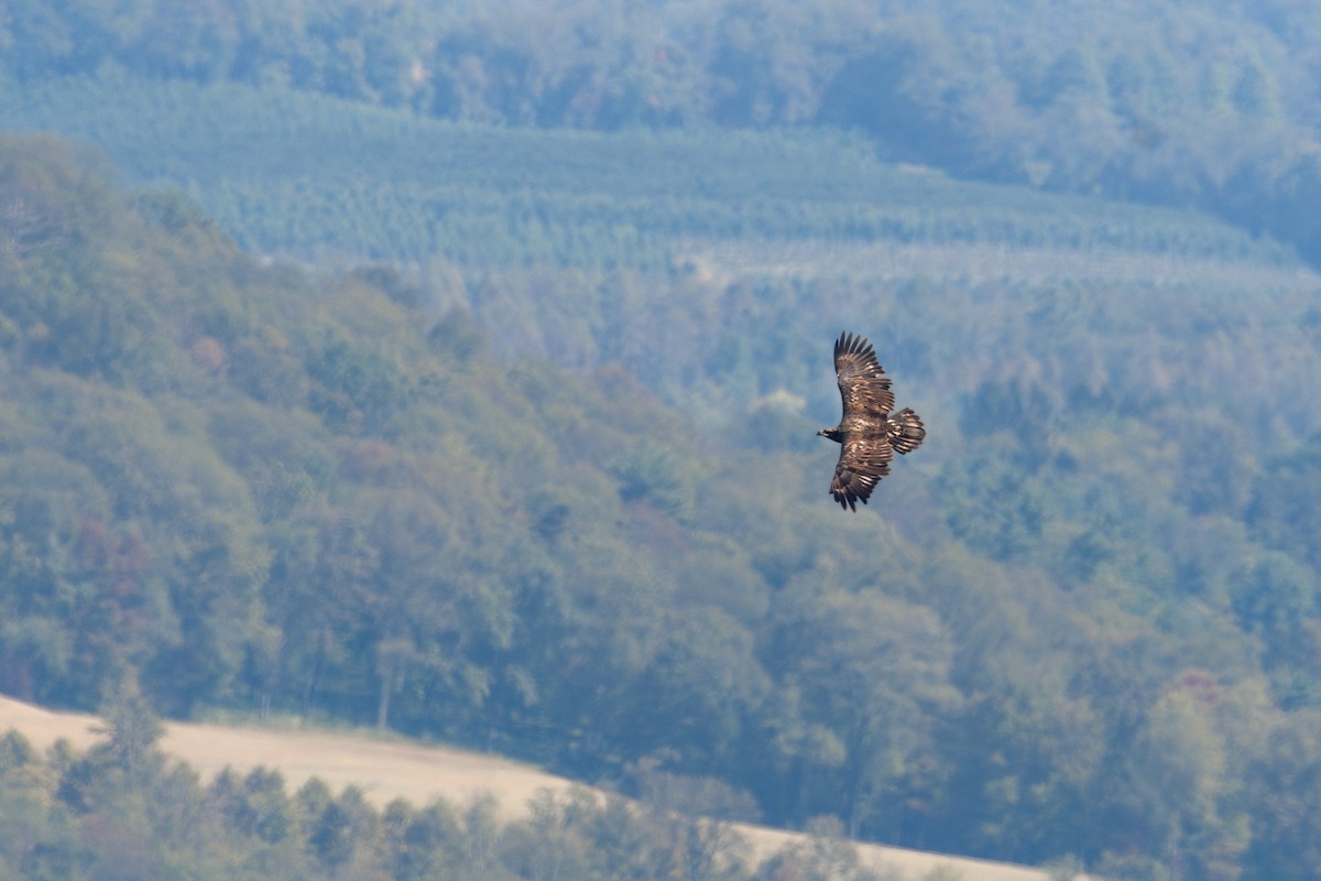 Bald Eagle - ML623722938