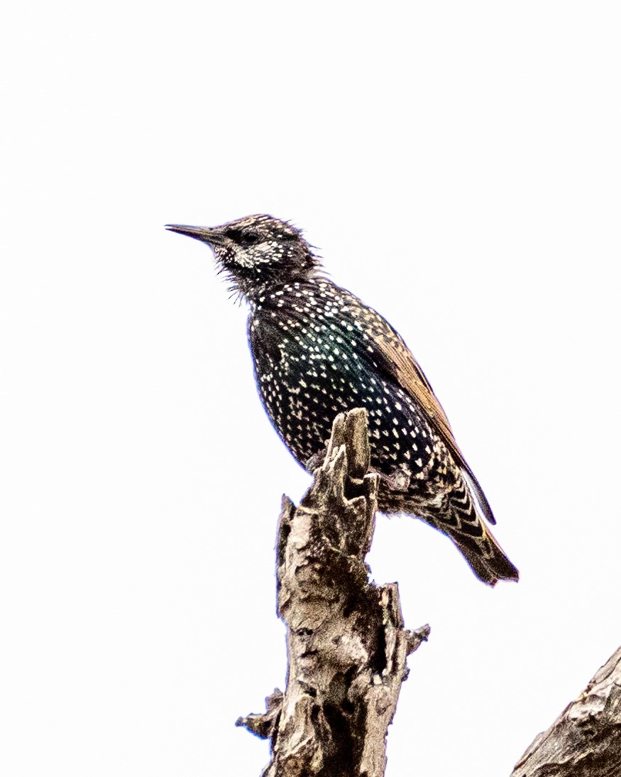 European Starling - ML623723003