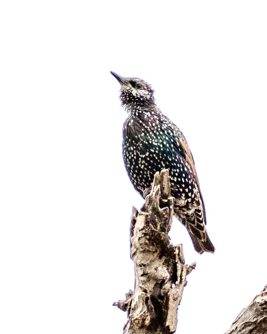 European Starling - ML623723011