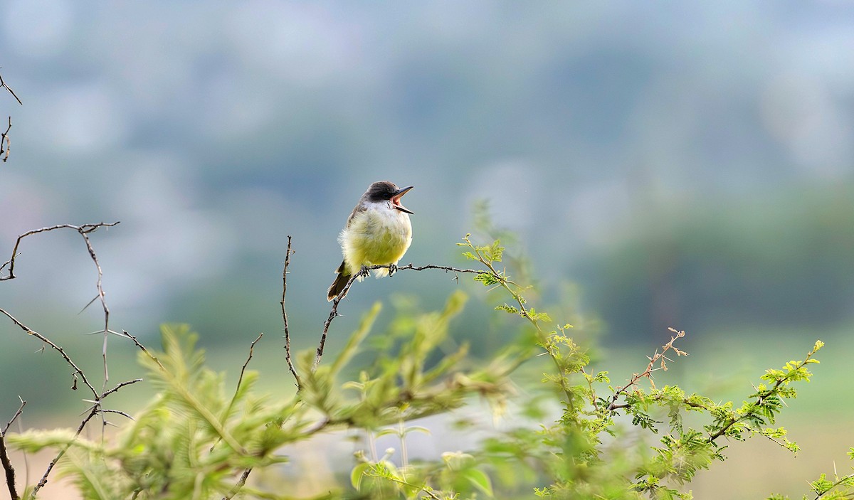 Thick-billed Kingbird - ML623723044