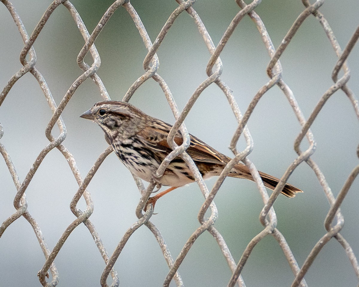 Song Sparrow - ML623723056