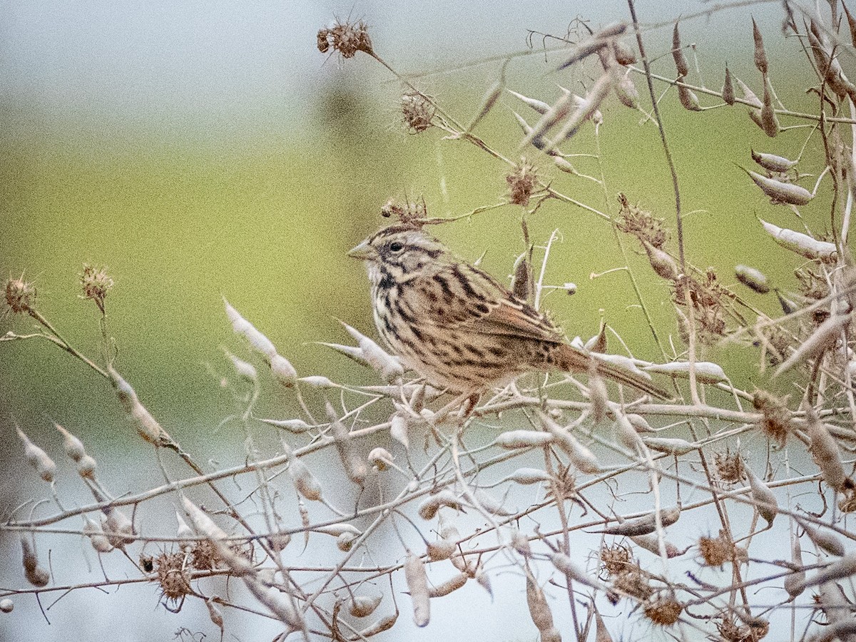 Song Sparrow - ML623723058